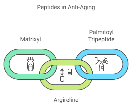 Peptides - Small Molecules, Big Impact